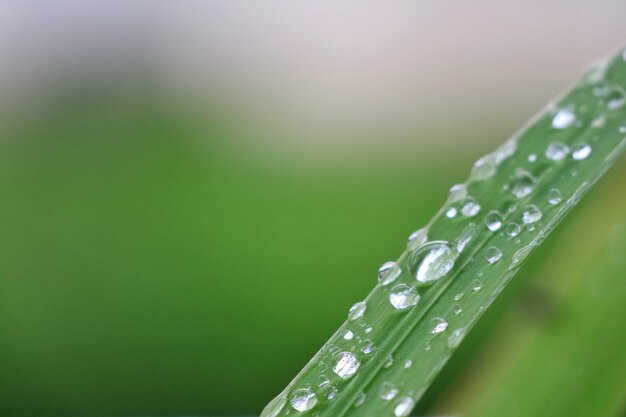 Gouttes de pluie sur les feuilles vertes après la pluie au printemps.