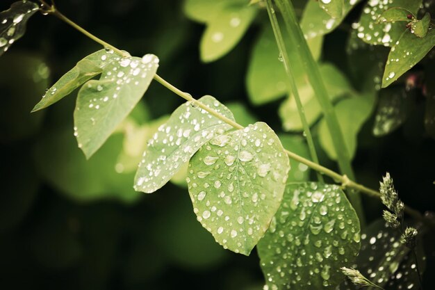 Gouttes de pluie sur les feuilles vertes fraîches dans le jardin