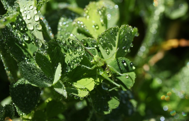 Gouttes de pluie feuilles vertes et la mante