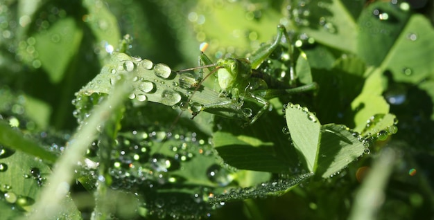 Gouttes de pluie feuilles vertes et la mante