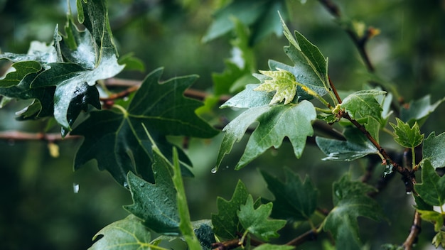 Gouttes de pluie sur les feuilles vertes