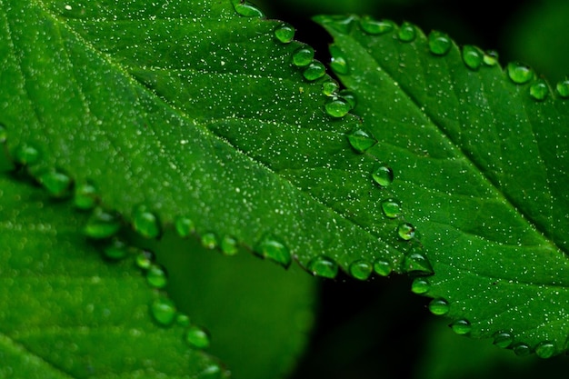 Gouttes de pluie sur les feuilles vertes