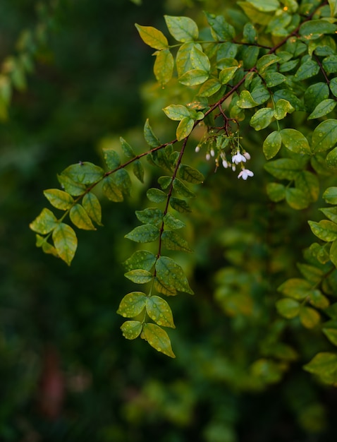 Gouttes de pluie sur les feuilles vertes