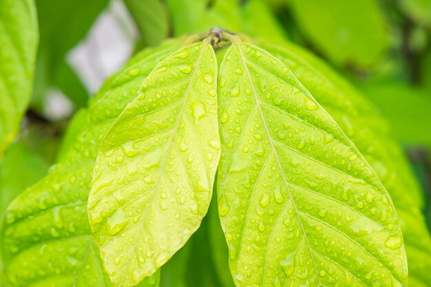 gouttes de pluie sur les feuilles