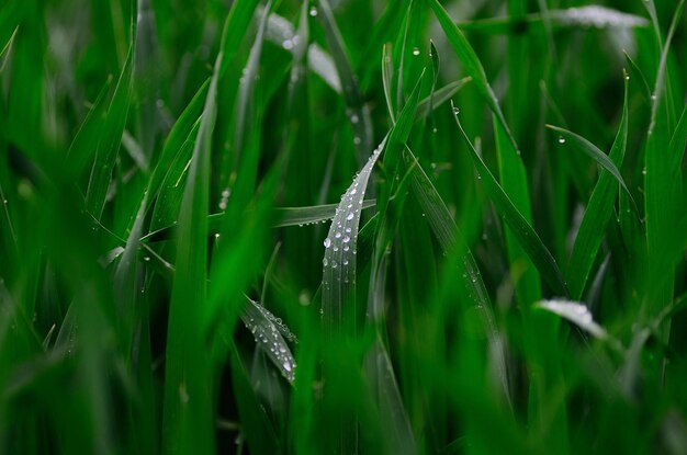 Gouttes de pluie sur les feuilles