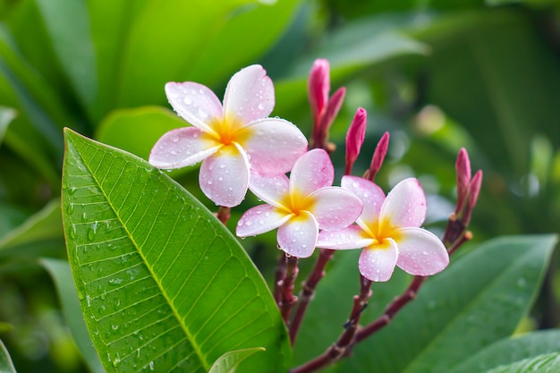 Gouttes de pluie sur les fleurs de plumeria blanc