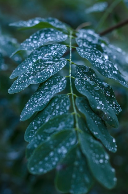 Gouttes de pluie froide sur les feuilles d'acacia