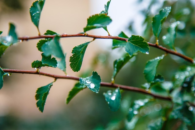 Gouttes de pluie ou gouttes de rosée sur les feuilles vertes d'une branche d'arbre