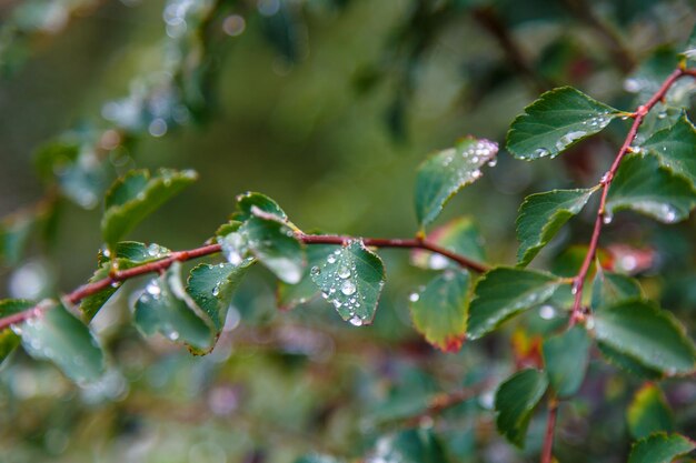 Gouttes de pluie ou gouttes de rosée sur les feuilles vertes d'une branche d'arbre