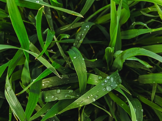 Gouttes de pluie sur l'herbe se bouchent