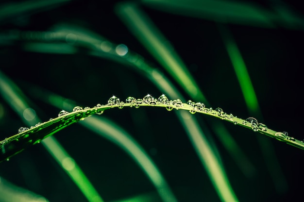 gouttes de pluie sur l&#39;herbe verte