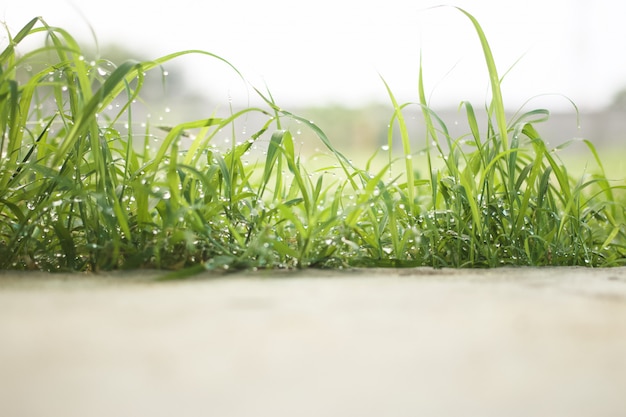 Gouttes de pluie sur l'herbe