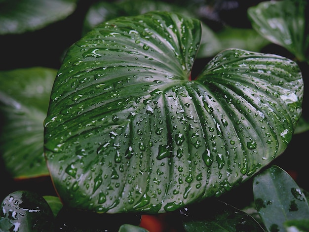 Gouttes de pluie nature sur les feuilles vertes.