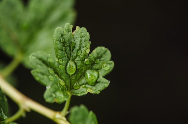 Gouttes de pluie sur une petite feuille d'une macro de groseille à maquereau. Maison & Jardin. Grossularia