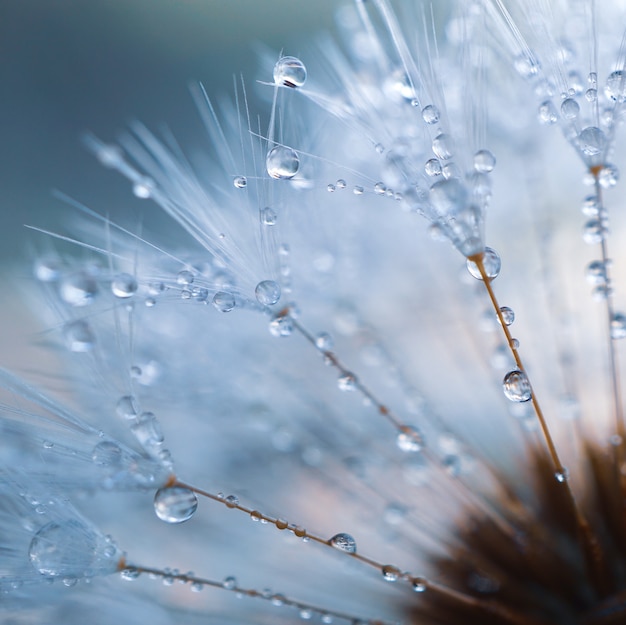 Gouttes de pluie sur le pissenlit bouchent