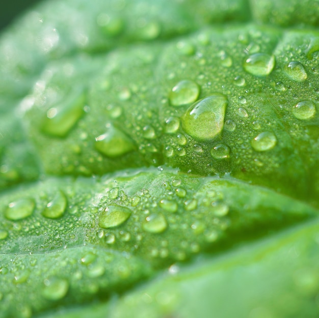 les gouttes de pluie sur la plante verte dans le jardin dans le natu