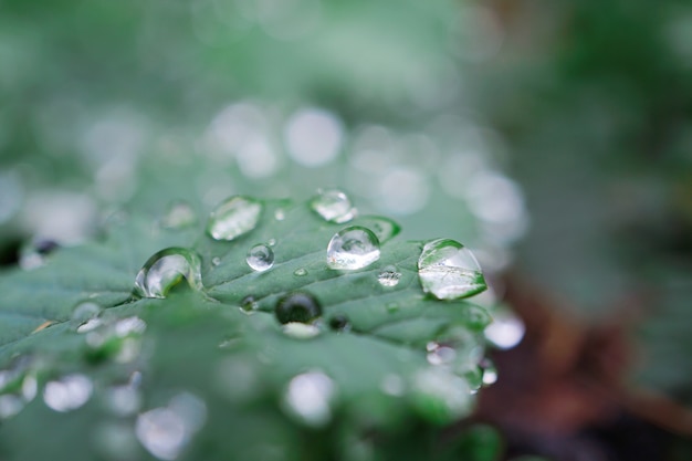 gouttes de pluie sur la plante verte laisse dans la nature