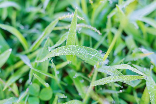 Gouttes de pluie sur la plante