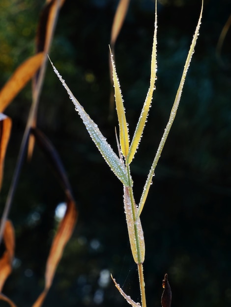 gouttes de pluie sur la plante