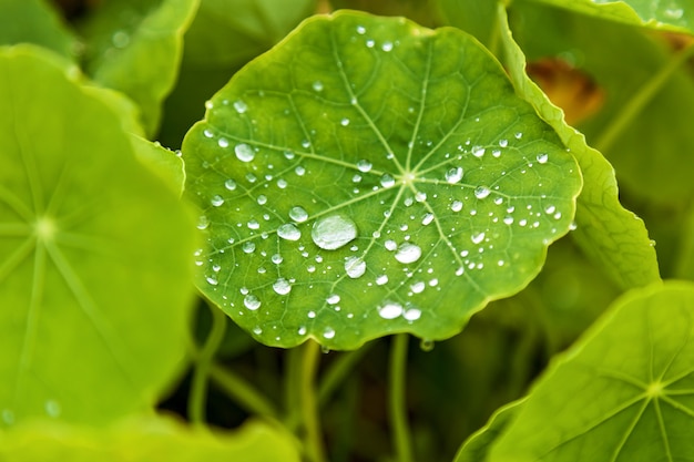 Gouttes de pluie sur les plantes vertes, Gouttelettes de rosée sur les feuilles vertes