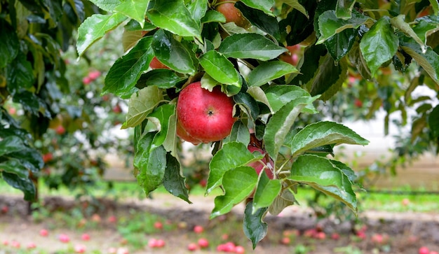 Gouttes de pluie sur les pommes mûres dans un verger en automne