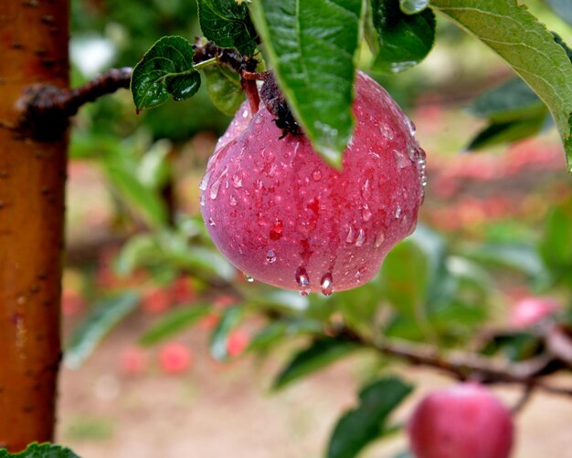 Gouttes de pluie sur les pommes mûres dans un verger en automne