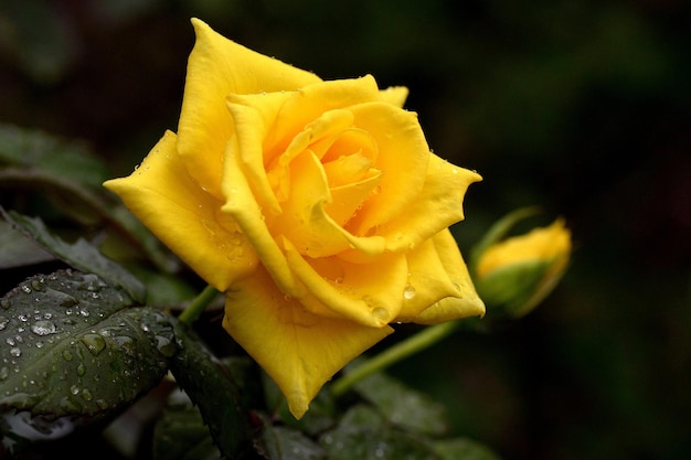 Gouttes de pluie sur une rose jaune