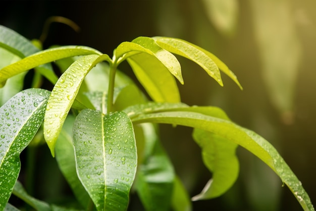 Les gouttes de pluie suivent les feuilles vertes