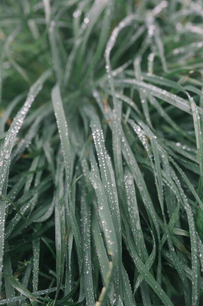 Gouttes de pluie sur la texture naturelle de l'herbe verte pour le fond