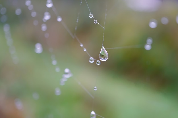 gouttes de pluie sur la toile d'araignée dans la nature en saison d'automne