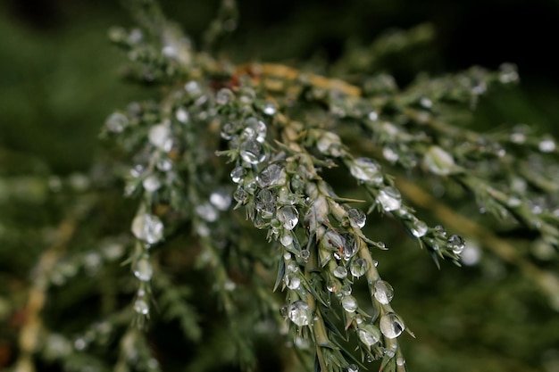 Gouttes de rosée sur un après-midi nuageux sur les feuilles de pin d'un pin