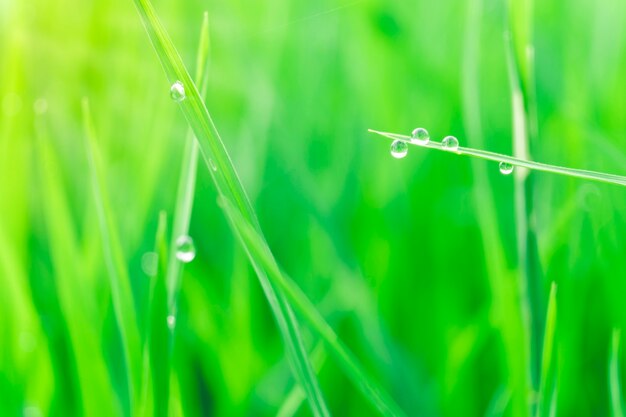 Gouttes de rosée du matin sur des brins d&#39;herbe verte.