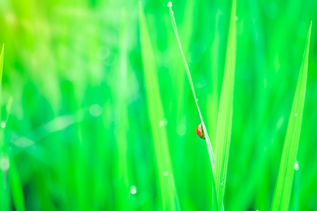 Gouttes de rosée du matin sur des brins d&#39;herbe verte.