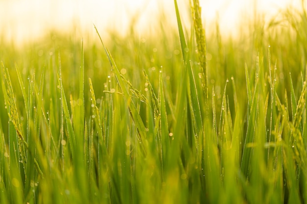 Gouttes de rosée du matin sur les feuilles vertes Feuilles d'herbe verte avec des gouttes de rosée dans la lumière du soleil du matin