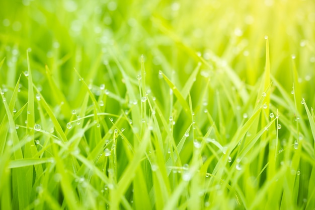 Gouttes de rosée d'eau sur les feuilles de plants de riz et lumière du soleil dorée le matin