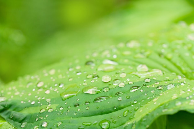 Gouttes de rosée d'eau de pluie sur la feuille