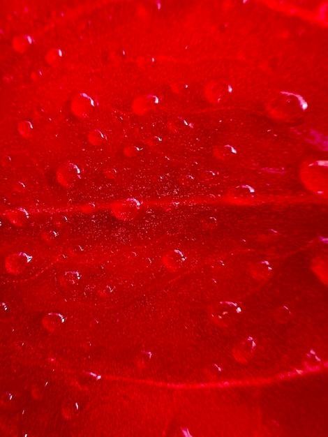 Gouttes de rosée sur la feuille rouge de la fleur