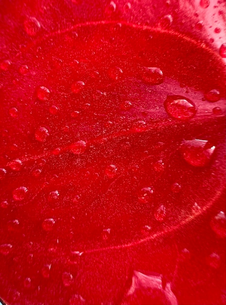 Gouttes de rosée sur la feuille rouge de la fleur