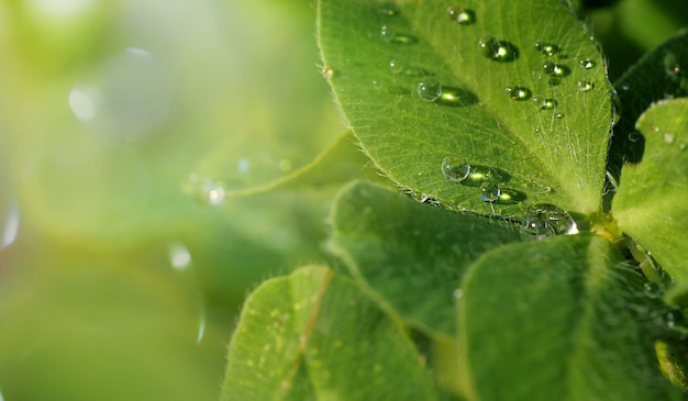 Gouttes de rosée sur une feuille de trèfle macrophotographie en gros plan avec un arrière-plan flou et un espace libre pour le texte