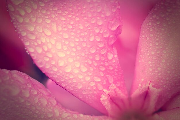 Gouttes de rosée sur fleur rose