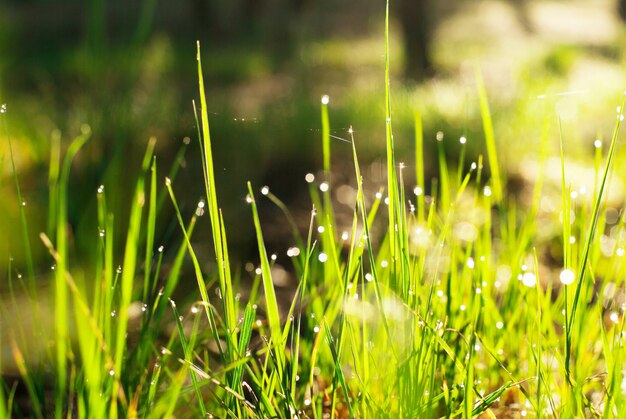 Les gouttes de rosée sur l'herbe brillent au soleil