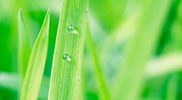 Gouttes de rosée sur l'herbe dans des couleurs vert vif dans l'espace macro et copie