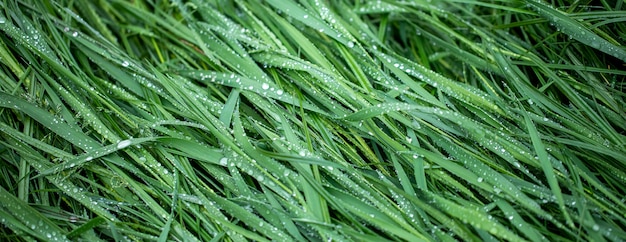 Gouttes de rosée sur l'herbe verte fraîche, gros plan.