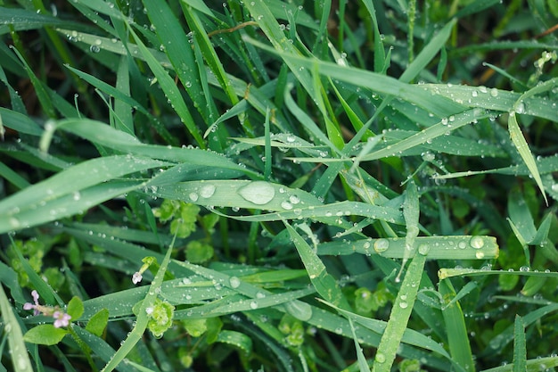 Gouttes de rosée sur l&#39;herbe verte jeune. Herbe printanière verte fraîche avec rosée gouttes agrandi.