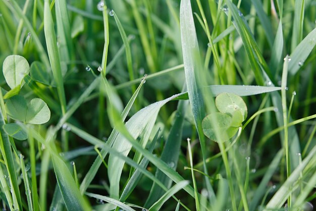 Gouttes de rosée sur l'herbe verte