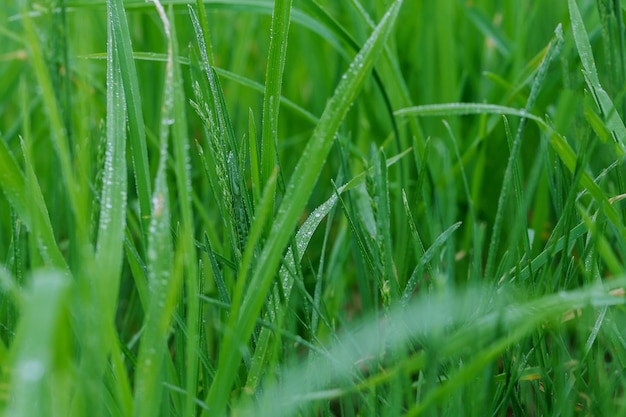 Gouttes de rosée sur une herbe verte