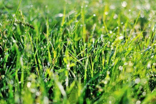 Gouttes de rosée sur une herbe verte