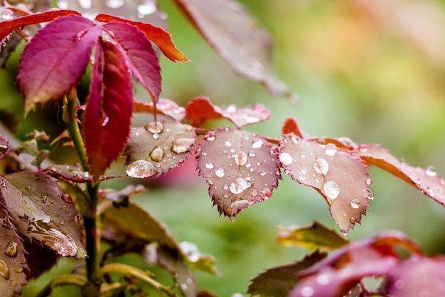 Gouttes de rosée ou de pluie sur les feuilles de la rose