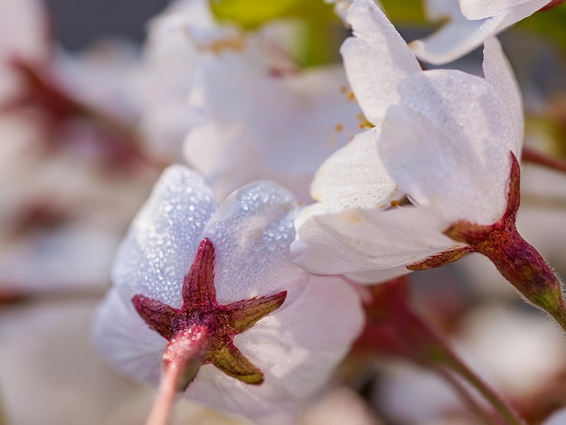 Des gouttes de rosée sur Sakura ou des fleurs de cerisier fleurissent au printemps sur fond naturel