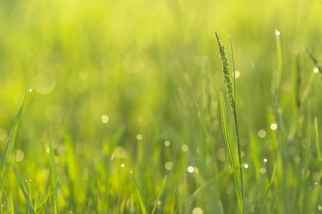 Gouttes de rosée sous forme de bokeh sur les jeunes herbes printanières du matin Concept d'arrivée de chaleur